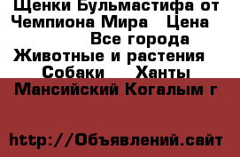 Щенки Бульмастифа от Чемпиона Мира › Цена ­ 1 000 - Все города Животные и растения » Собаки   . Ханты-Мансийский,Когалым г.